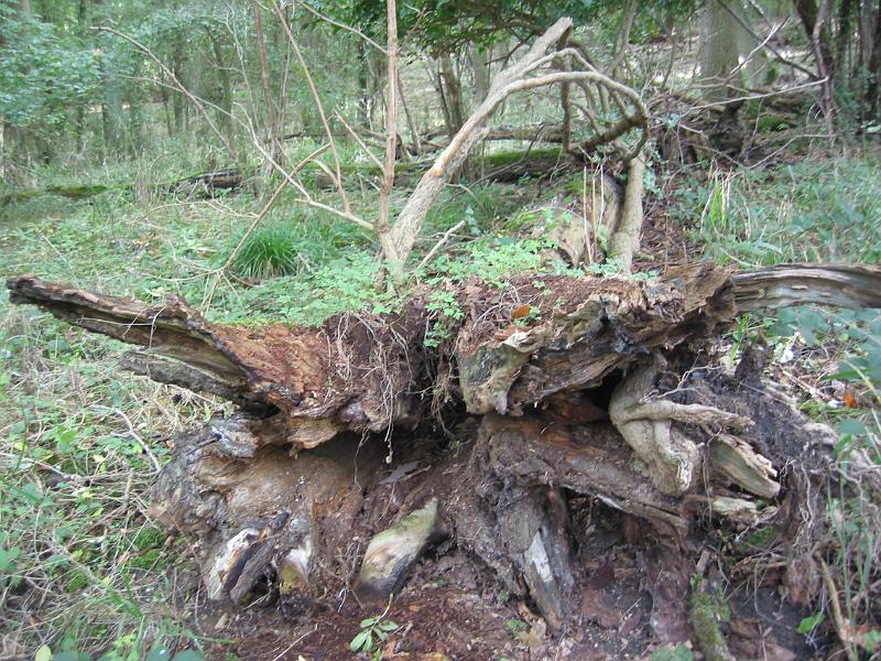 Kings Wood Fallen Tree 13